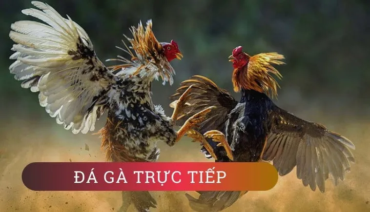 Hướng Dẫn Chơi Đá Gà WS168 Tại VuaBet Thắng Lớn Hấp Dẫn 2 Hướng Dẫn Chơi Đá Gà WS168 Tại VuaBet Thắng Lớn Hấp Dẫn
